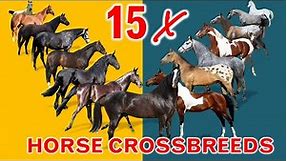 15 Most Popular Crossbreed horses in the World