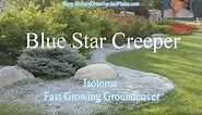 Blue Star Creeper-Fast Growing Groundcover