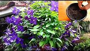 How to grow Clematis from Seeds
