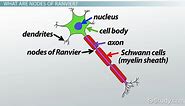 Nodes of Ranvier | Definition, Structure & Function