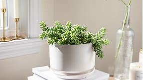 Donkey's Tail: Plant Care & Growing Guide