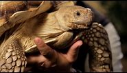 7 Cool Facts about Sulcata Tortoise | Pet Reptiles