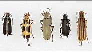 [Blister Beetle] Incredible Blister Beetle Facts || Appearance: How to Identify Blister Beetles