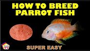 How to Breed Parrot Fish! Super Easy Way!