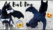 DIY Bat Costume for your Dog! | Halloween 2017