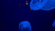 Moon Jelly Moment
