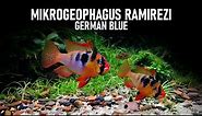 MIKROGEOPHAGUS RAMIREZI GERMAN Blue