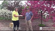 Why you should plant a crabapple