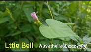 [Sri Lanka Wildflowers]#Ipomoea triloba#Lttle bell#Aiea Morning Glory#Wasathella(වසතැල්ල)#Laksmana