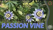 PURPLE PASSION VINE Information and Growing Tips! (Passiflora edulis)
