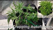 How To Grow Medical Cannabis Part # 1:Planting And Watering Germinated Seeds + SuperCropping #FC4800