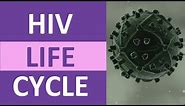 HIV Life Cycle Stages (Steps) Explained