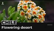 Chile's Atacama Desert turns into a flowery garden
