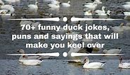 70  funny duck jokes, puns and sayings that will make you keel over