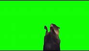 Green Screen Screaming Cat Meme