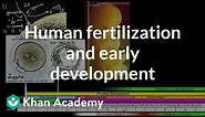 Human fertilization and early development | High school biology | Khan Academy