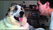 Dog sucker punches dude in the face