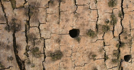 Emerald Ash Borer: Tips on How to Identify EAB Tree Damage | Davey Tree
