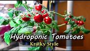 Growing Hydroponic Tomatoes Indoors Using the Kratky Method