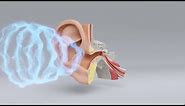 Explore the Science of Hearing Loss | Miracle-Ear Hearing Center