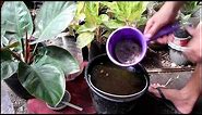 Bat Guano: Highly Effective Organic Fertilizer for Any Plants
