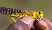 Biblical plague-of-locusts threat linked to weather, climate extremes