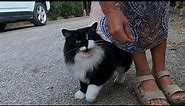 Beautiful tuxedo cat talking to me with her irresistible cute meow