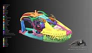 Komodo Dragon Skull Anatomy - 3D model by Blackburn Lab (@ufherps)