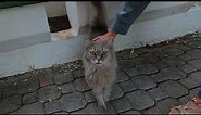 Beautiful grey cat with fluffy tail trilling unbelievably cute