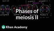 Phases of meiosis II | Cells | MCAT | Khan Academy