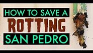 How to Save a Rotting San Pedro Cactus