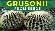 Growing Golden Barrel Cactus: Hedgehog Cactus Care Guide