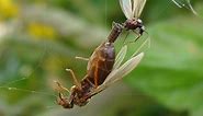 Flying ant day: when winged ants take their nuptial flight