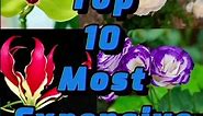 Top 10 Most Expensive Flowers In The World.