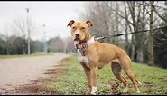How to know if you have a Real American Pit bull Terrier?