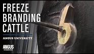 Freeze branding cattle - How To Freeze Brand Cattle