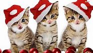 Cat Christmas Wishes