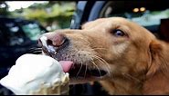Funny Dogs Eating Ice Cream - Try Not To Laugh
