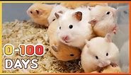 Learn How Baby Hamsters Grow: 0-100 Days!