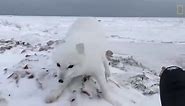 A Friendly Arctic Fox Greets Explorers | National Geographic