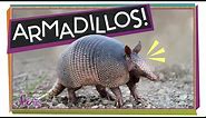 Armadillos: Animals with Armor!