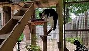 DIY Cat Enclosure - TIPS for Success! - Start here 😻