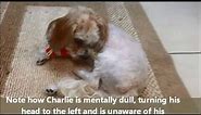 Dog with Encephalitis | Suffering from Seizures, Circling, and Blindness