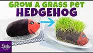 Grow a Grass Pet Hedgehog | DIY Grass Head | Fast & Easy | Grow a Plant | Fun Sock Creations