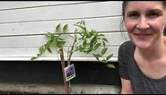 Planting a new wisteria vine