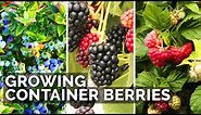 How to Grow Raspberries, Blueberries, and Blackberries in Containers