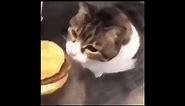 Here kitty, you can has cheese burger.