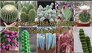120 SPECIES OF CACTUS (Cactaceae)
