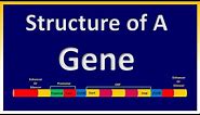 Structure of A Gene | Regulatory Elements | Coding Regions