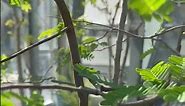 Tamarind plant (Tamarindus indica) : indigenous from Madagascar / Morocco